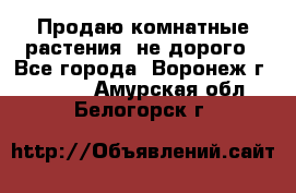 Продаю комнатные растения  не дорого - Все города, Воронеж г.  »    . Амурская обл.,Белогорск г.